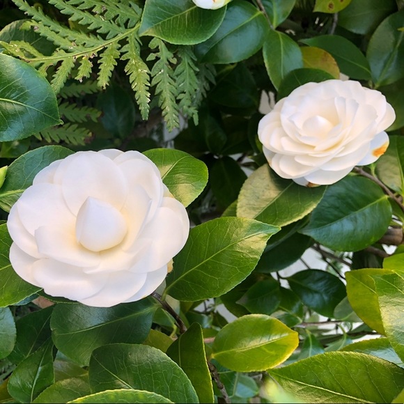 Meet your Posher 💖 - Picture 2 of 2